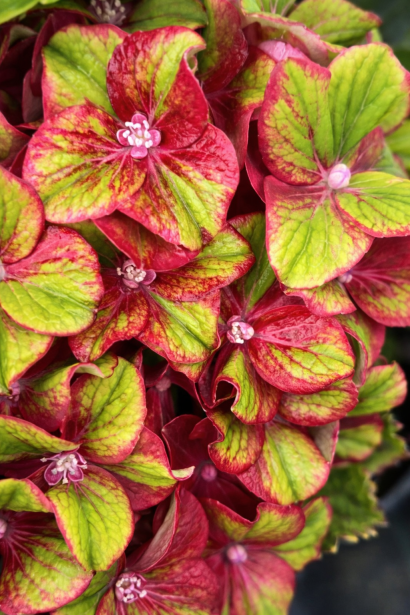 Гортензія макрофіла Глоссі Ліпс квітка